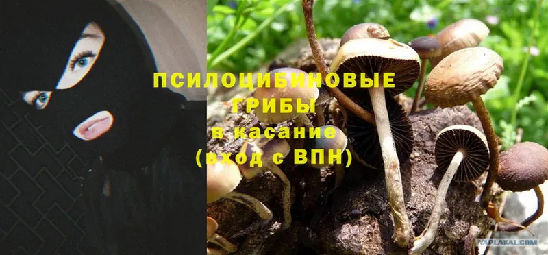 что такое   Ардатов  Галлюциногенные грибы Magic Shrooms 